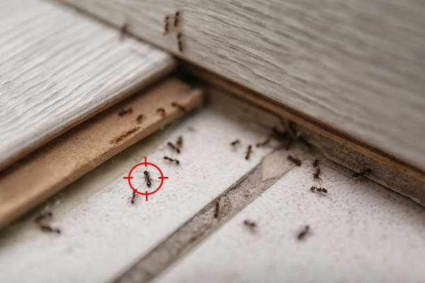 Best Wasp Removal Services  in Harrison, OH