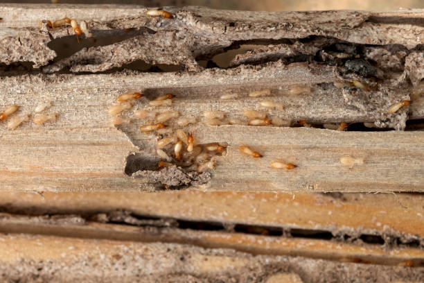Best Pest Control for Restaurants  in Harrison, OH